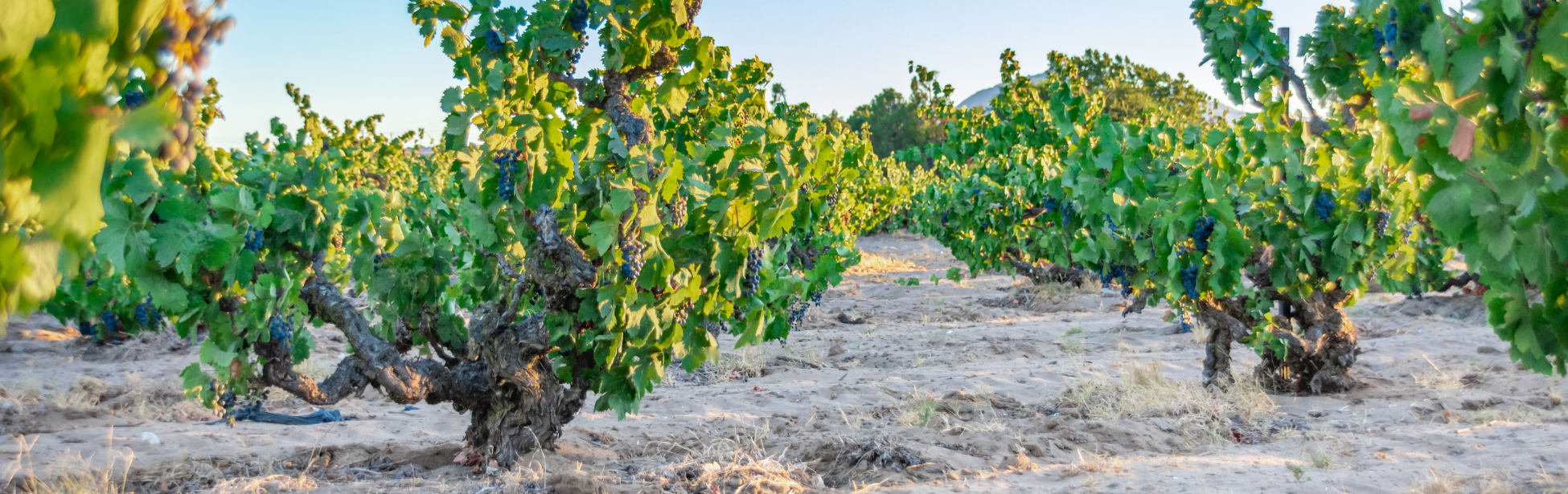 Photo of sandy lane vineyard