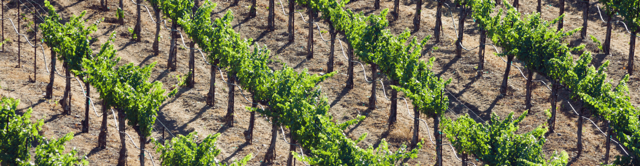 2023 Fall Wine Society News