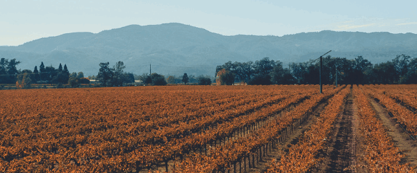 Napa vineyards in winter