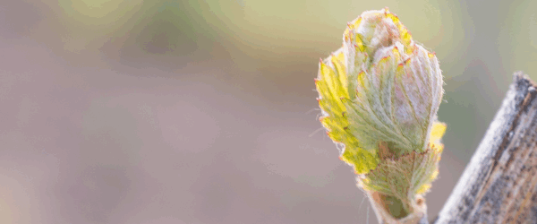 Photo of grapevine bud break