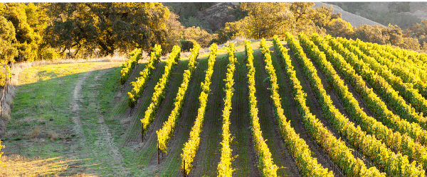 Summer vineyard on a hill