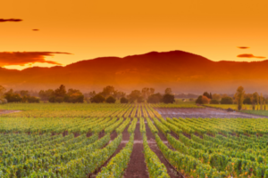 photo of napa valley during harvest