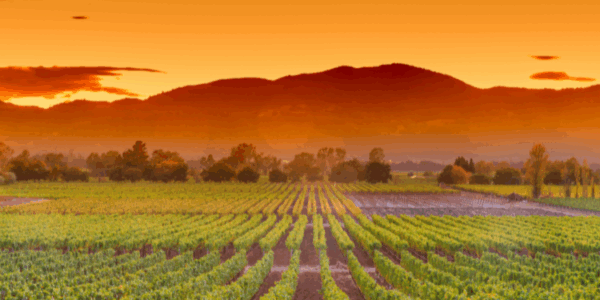 photo of napa valley during harvest