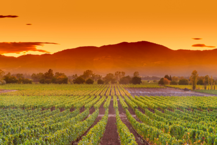 2024 Fall Wine Society News