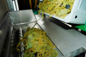 white grapes being poured into crusher