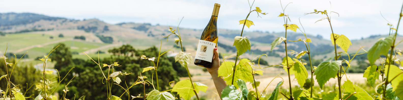Estate Vineyard with Chardonnay Bottle