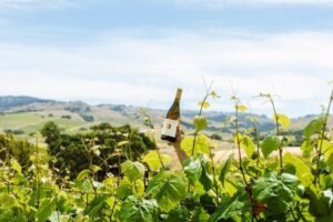 A hand holds up a wine bottle among green vineyard leaves with hills in the background.