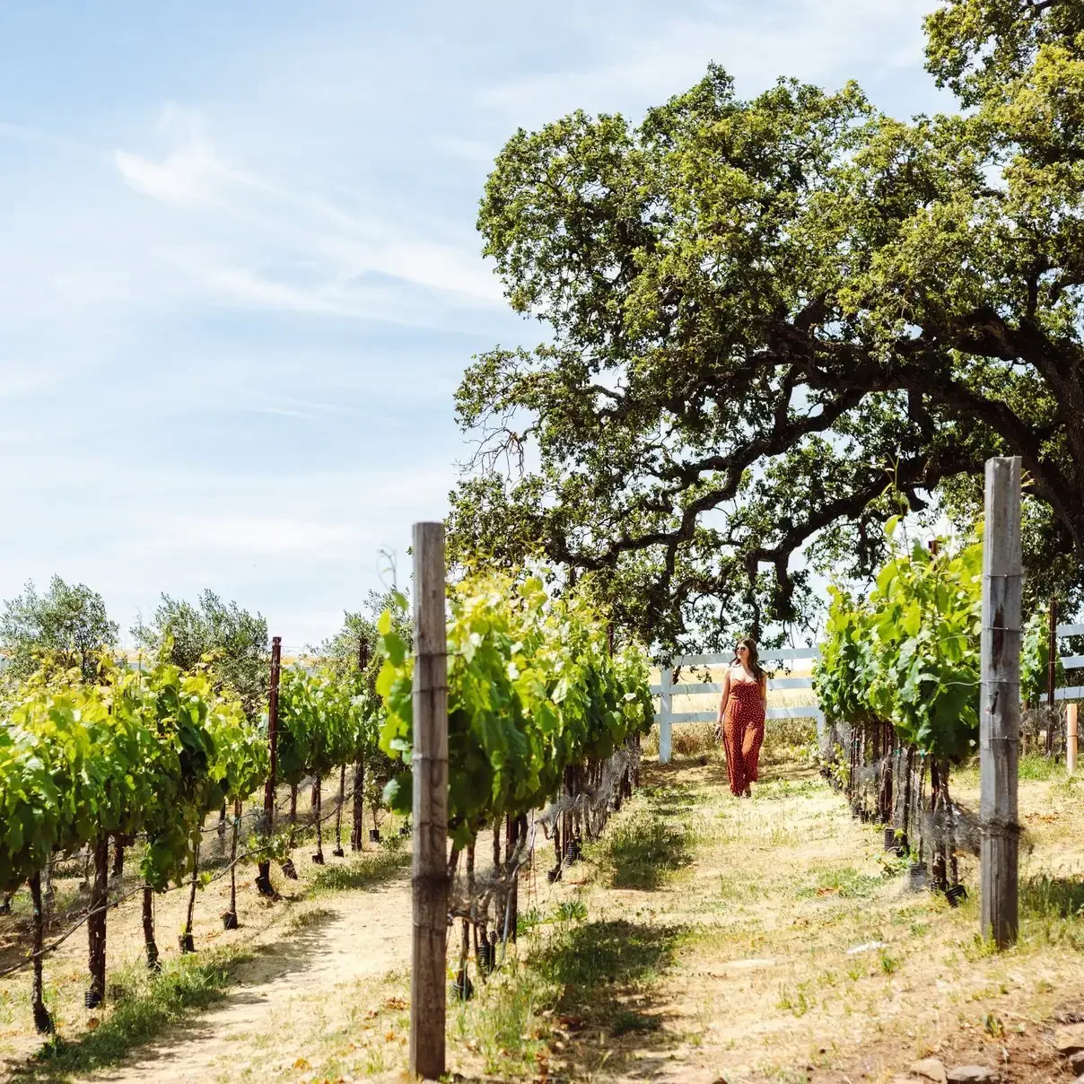 A person walks between rows of grapevines under a large tree on a sunny day in a vineyard.